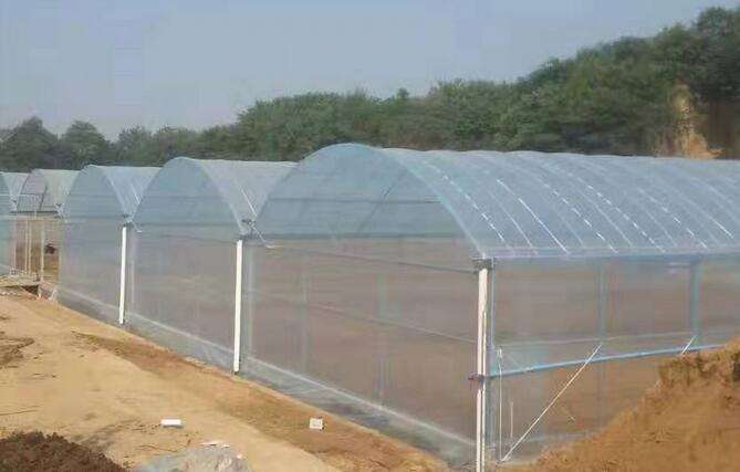安徽农业温室大棚钢管的应用